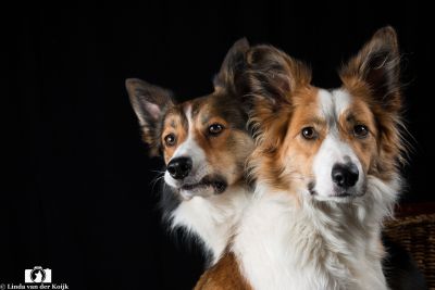 Honden