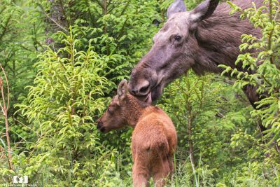 Wildlife