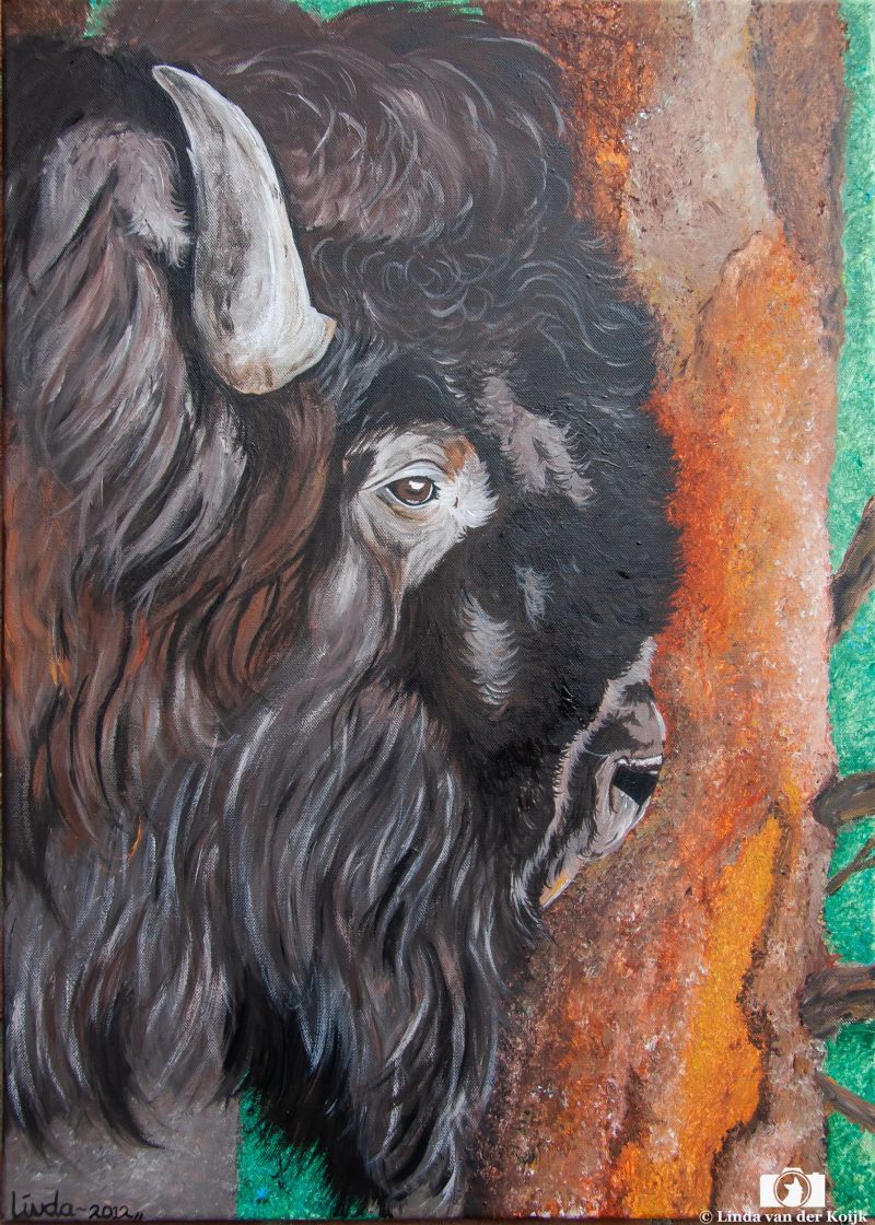 Bison Acryl on Canvas 50 x 70