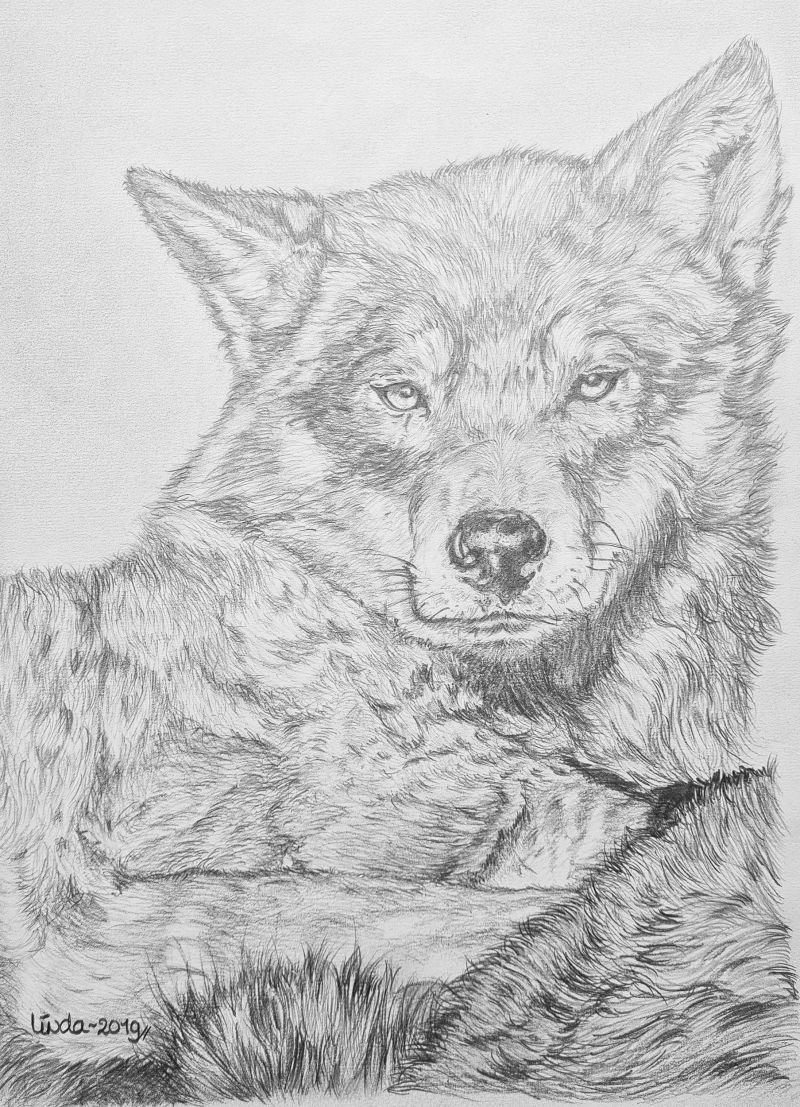 Wolf