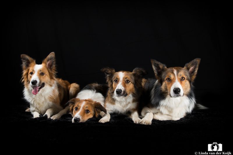 Ziggy, Bowie, Kensey en Dexter