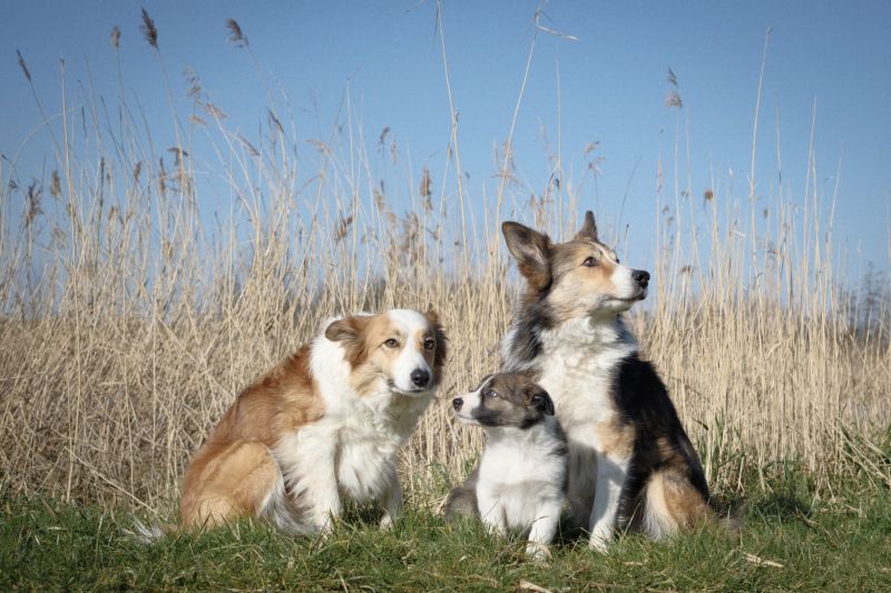 Honden 16