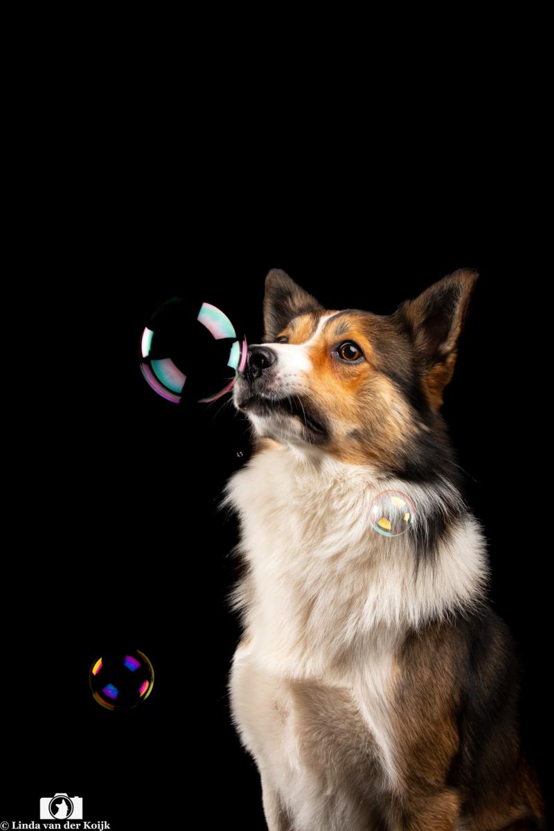 Dexter with bubbles