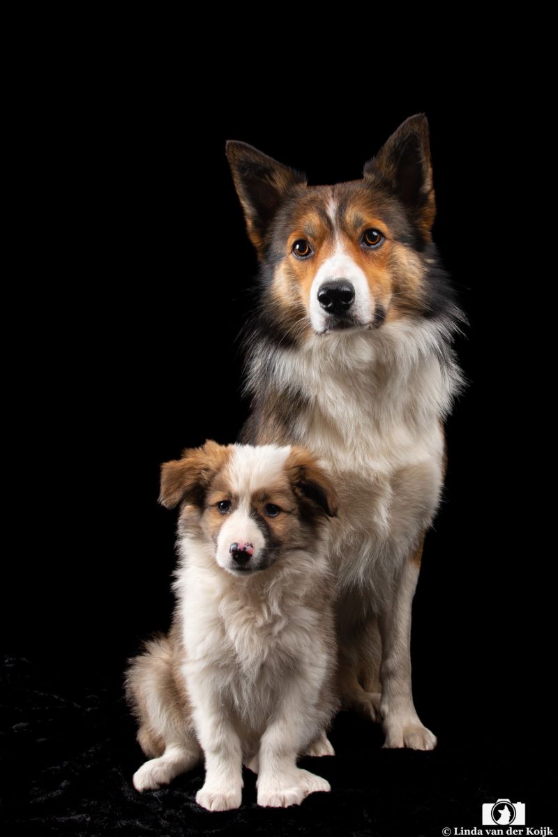 Dexter en Ziggy