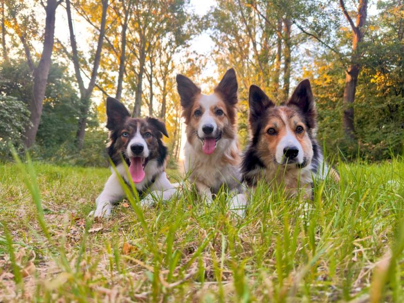 The Gang 2