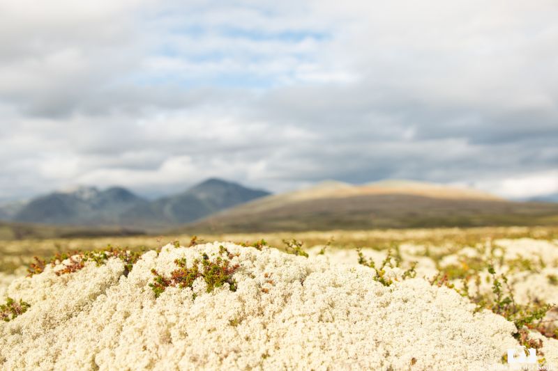 Dovrefjell–Sunndalsfjella National Park 2