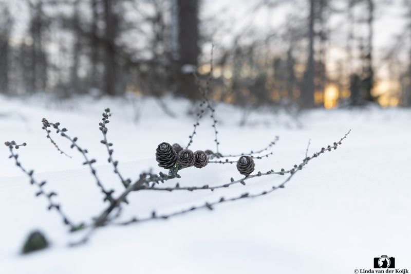 Drenthe