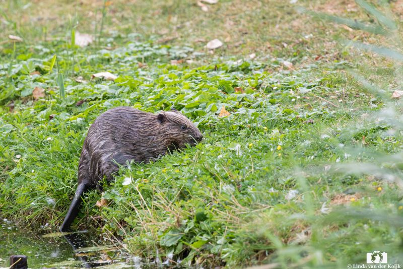 Baby Bever 1