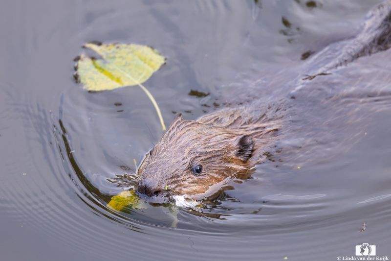 Baby Bever 2