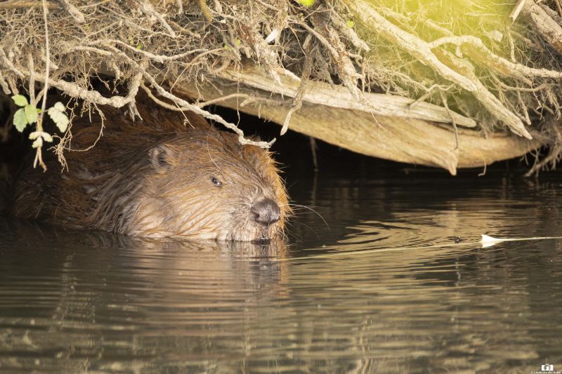 Bever 10