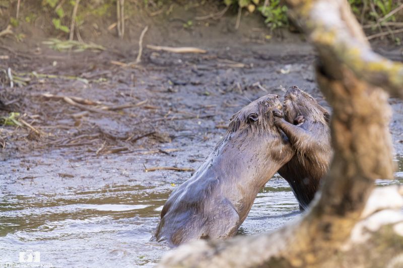 Bever 3