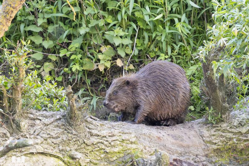 Bever 4
