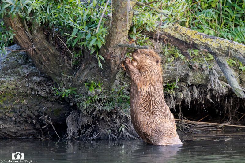 Bever 5