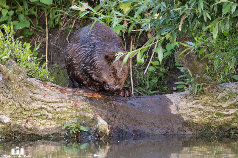 Bever 6