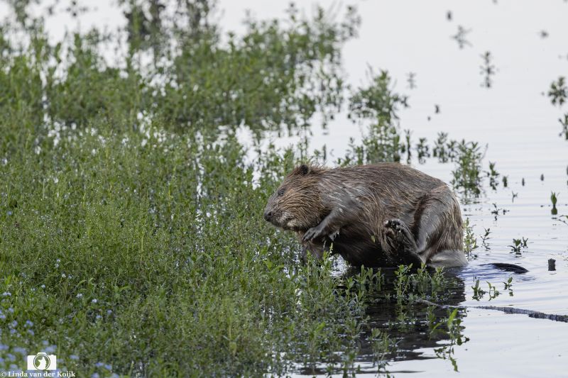 Bever 7