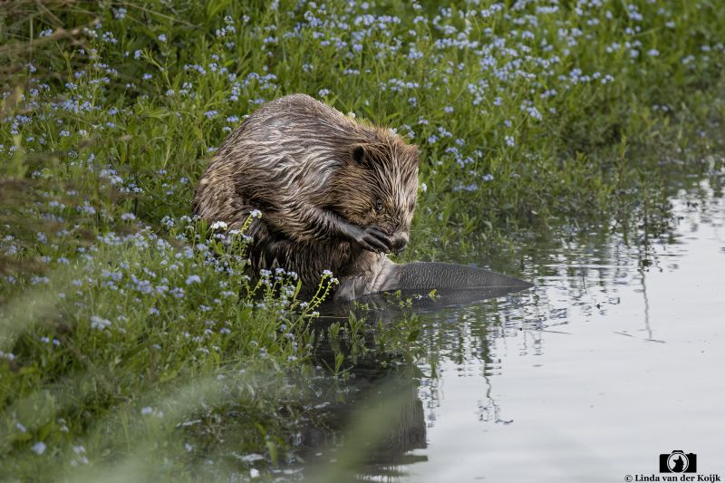 Bever 8