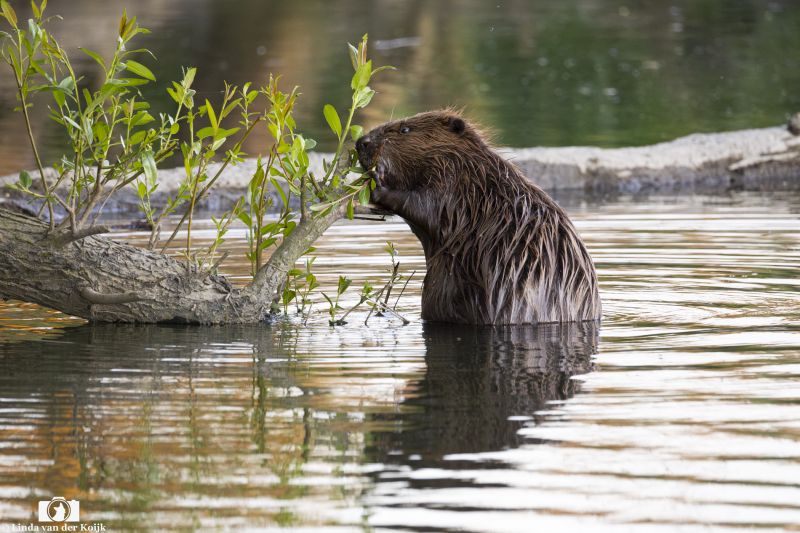 Bever 9
