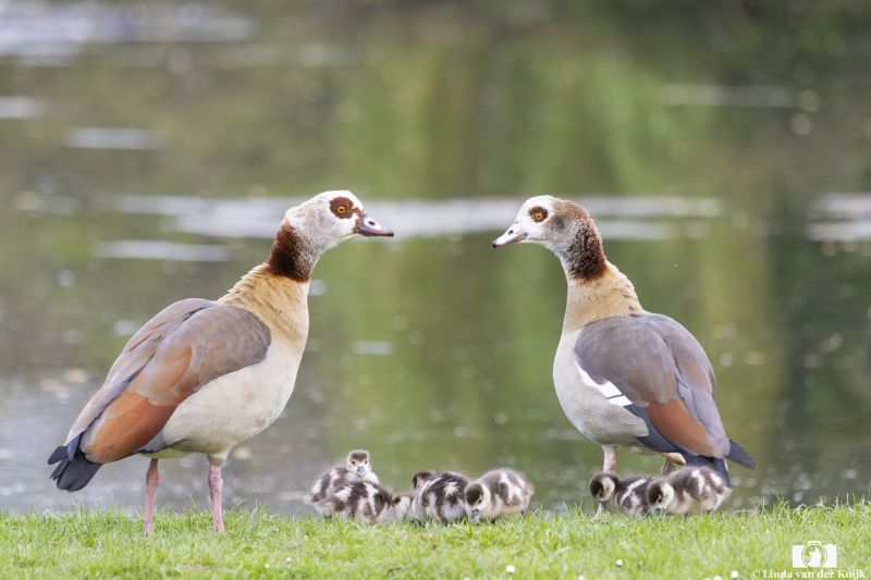 Familie Nijlgans