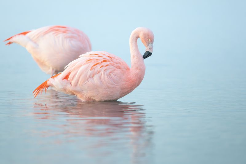 Flamingo 4