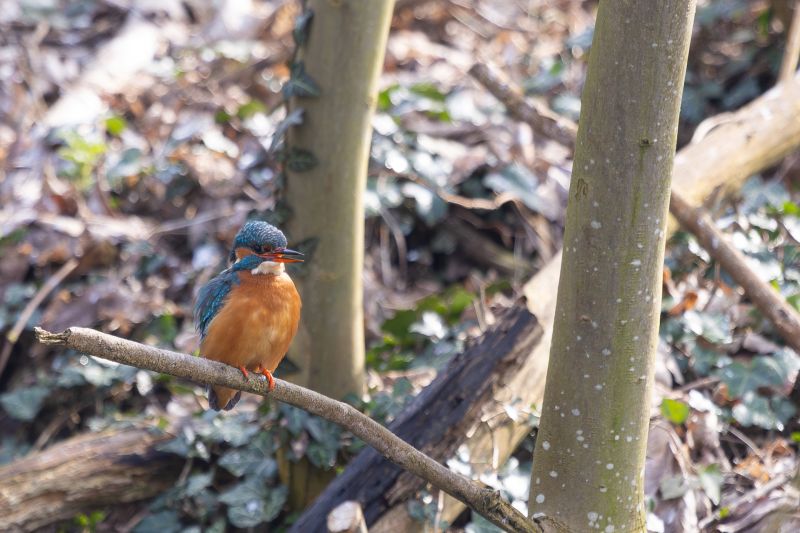 Ijsvogel 2