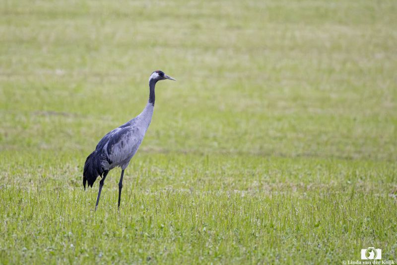 Kraanvogel 2