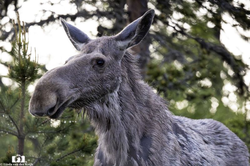 Moose Norway Summer 2026 1