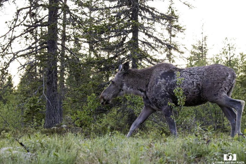 Moose Norway Summer 2026 2