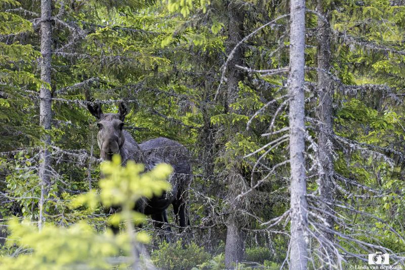 Moose Norway Summer  3