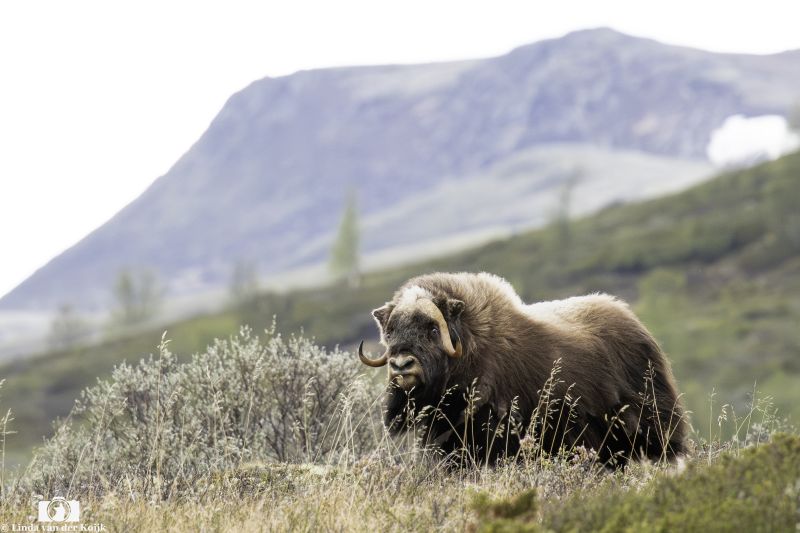Musk Ox Dovrefjell