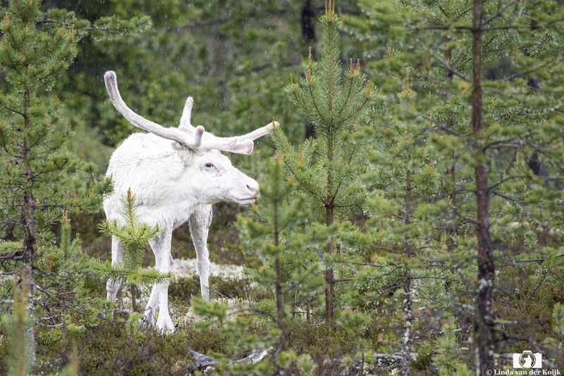 Reindeer 4
