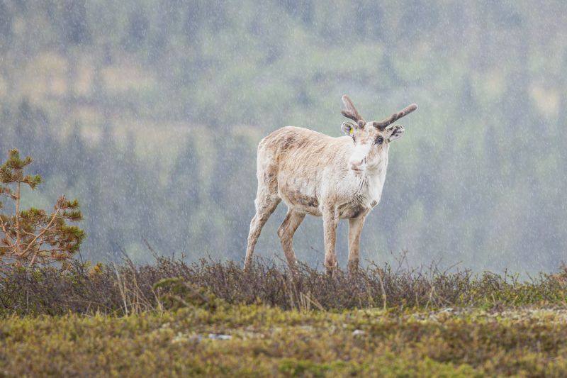 Reindeer In The Rain