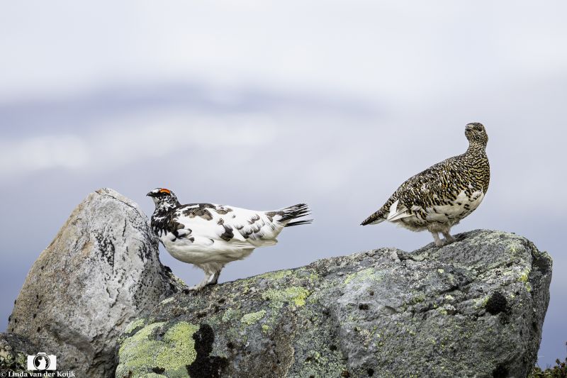 Rock Ptarmigan Norway 1
