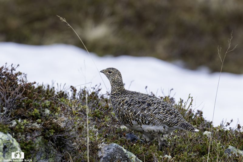 Rock Ptarmigan Norway Female