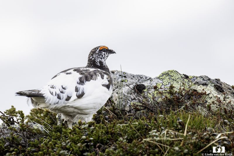 Rock Ptarmigan Norway Male