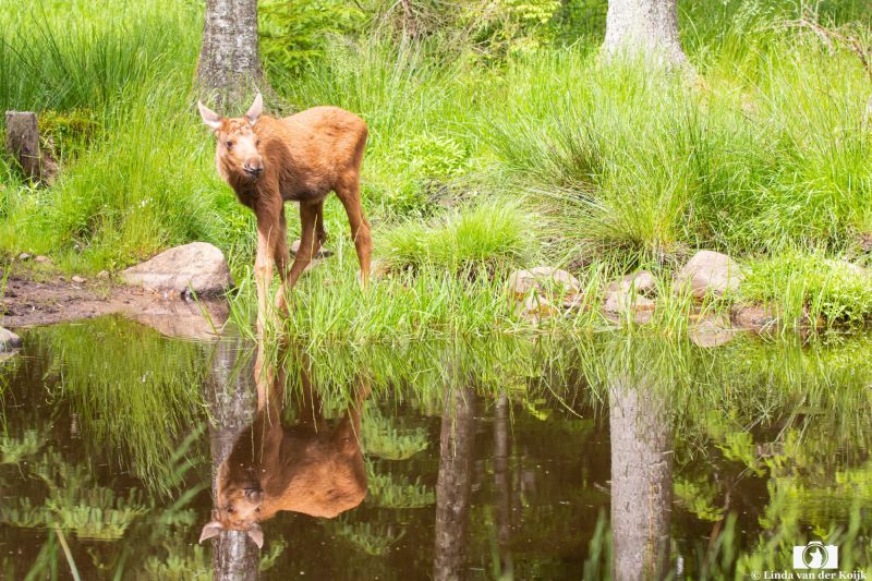 Baby Moose reflection