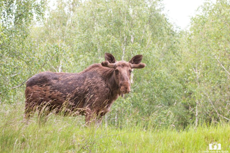 Young Bull Moose in Summer