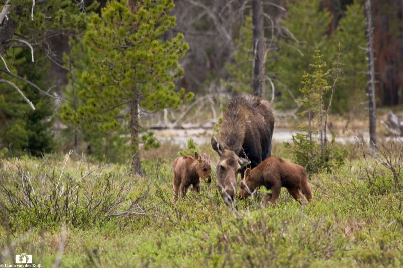 Mama Moose and her babies