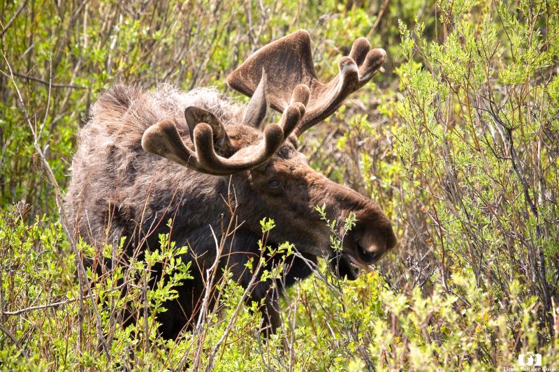 Male Moose in Summer 2
