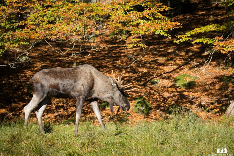 Moose in the Fall 2