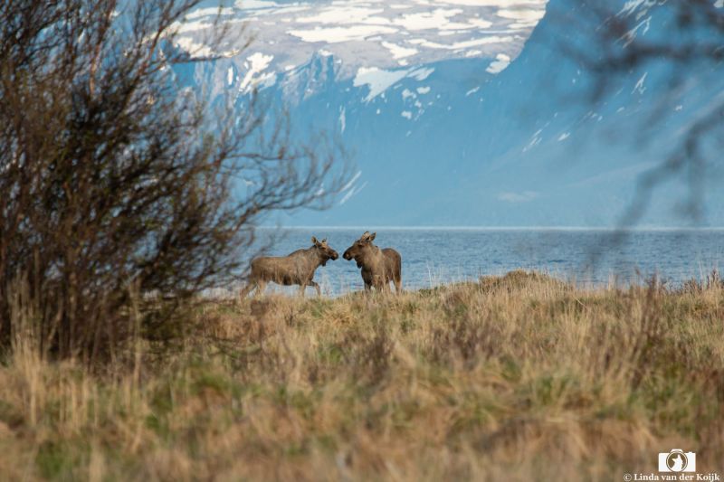 Moose in the stunning Lofoten landscape