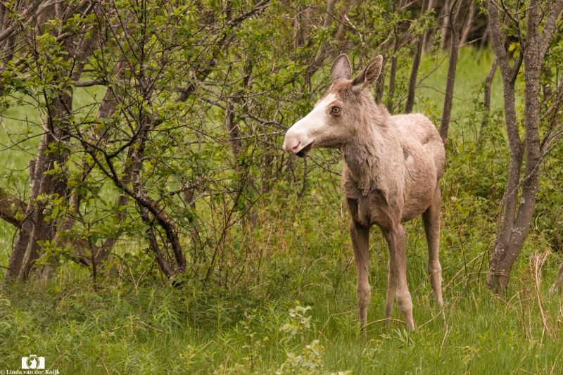 Young Moose