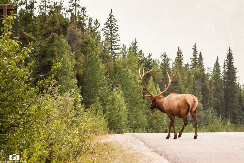Elk Bull in Canada