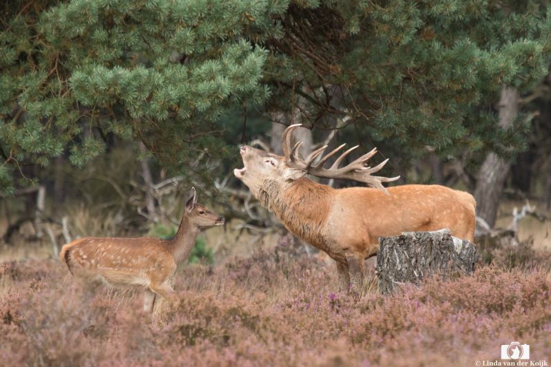 Red Deer during the Rutting Season 1