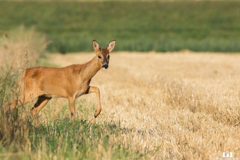 Roe Deer