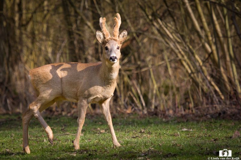 Young Roe Deer male