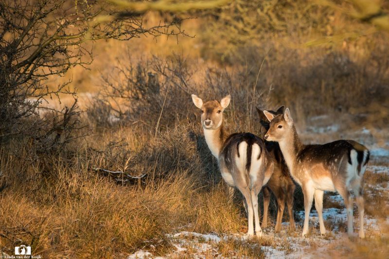 Fallow Deer