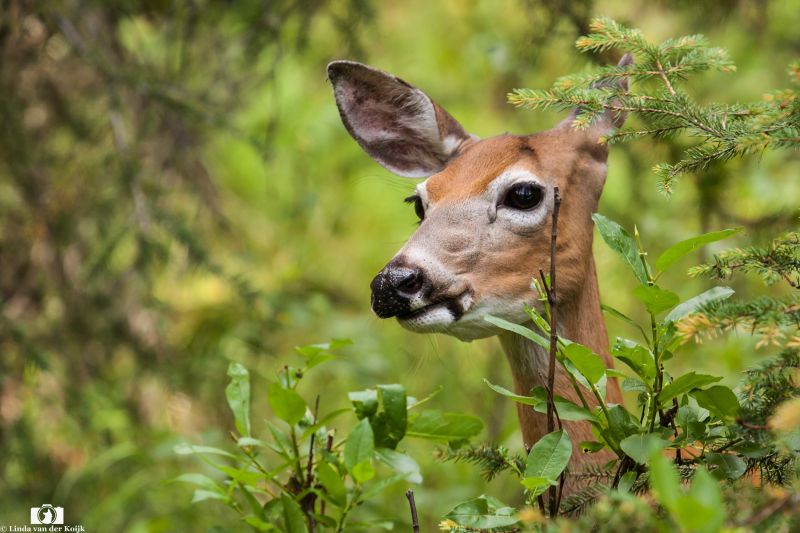 Mule Deer