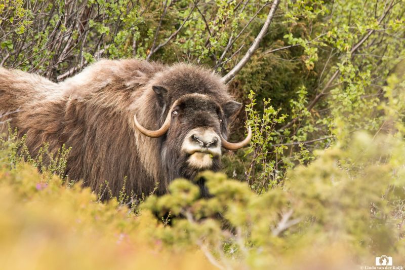 Musk Ox at Dovrefjell 1