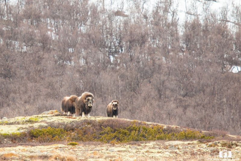 Musk Oxen at Dovrefjell