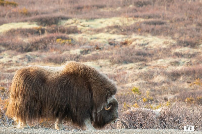 Musk Ox at Dovrefjell 2